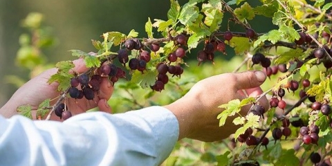 Kako se brinuti za ogrozd nakon berbe